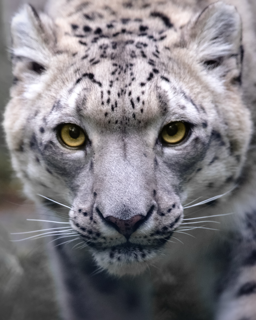 Leopard Closeup