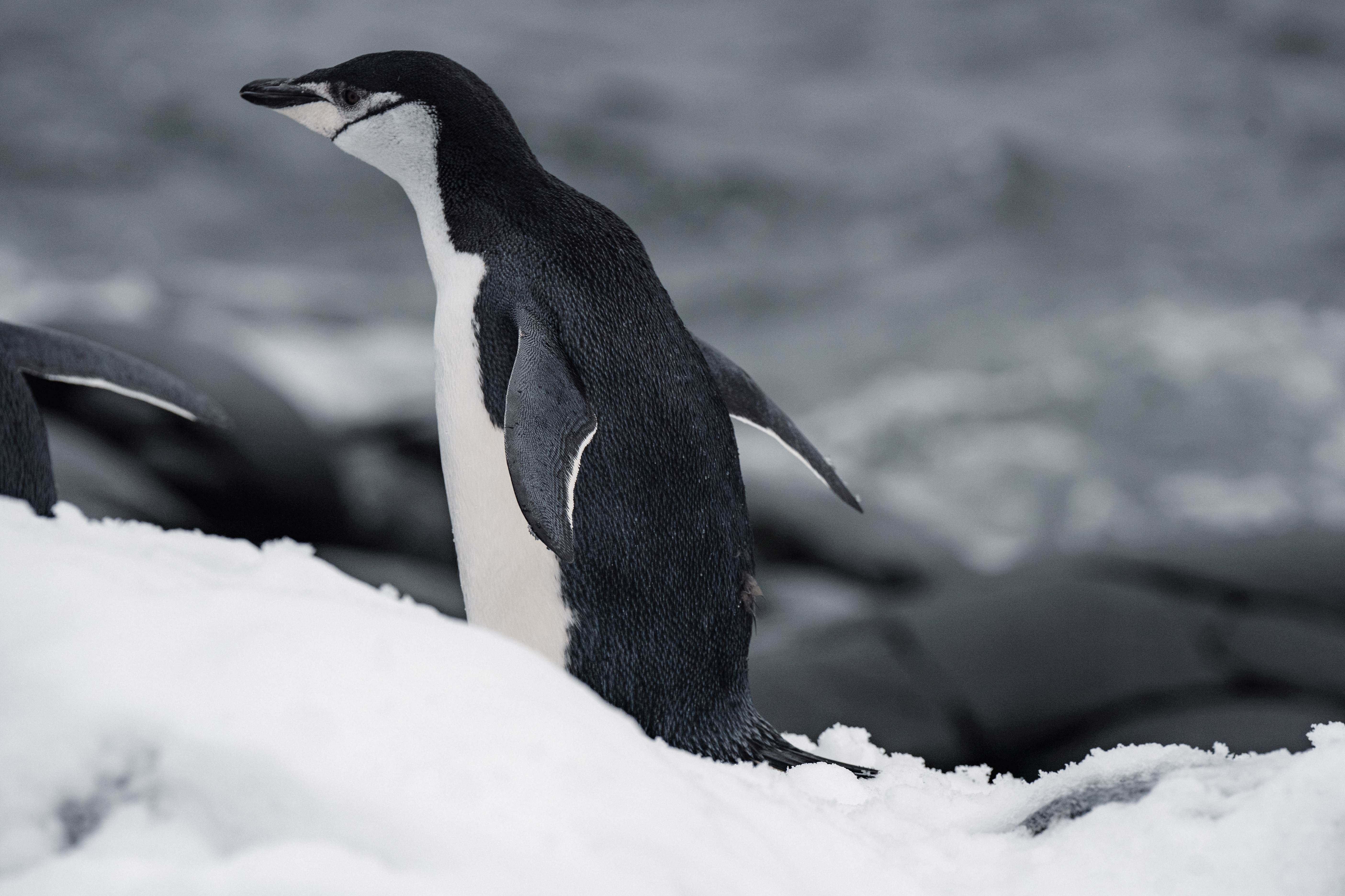 Penguins