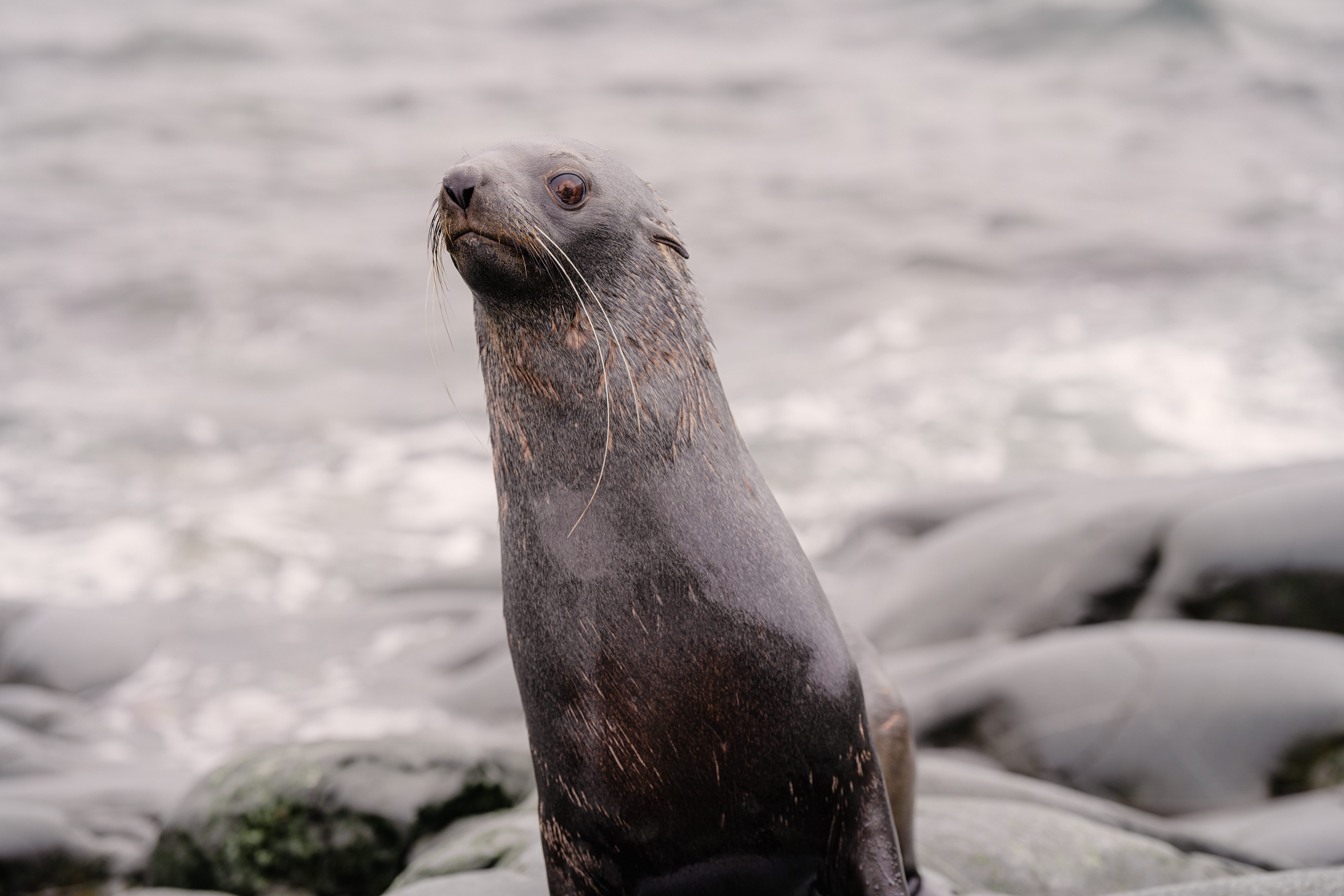 Seals