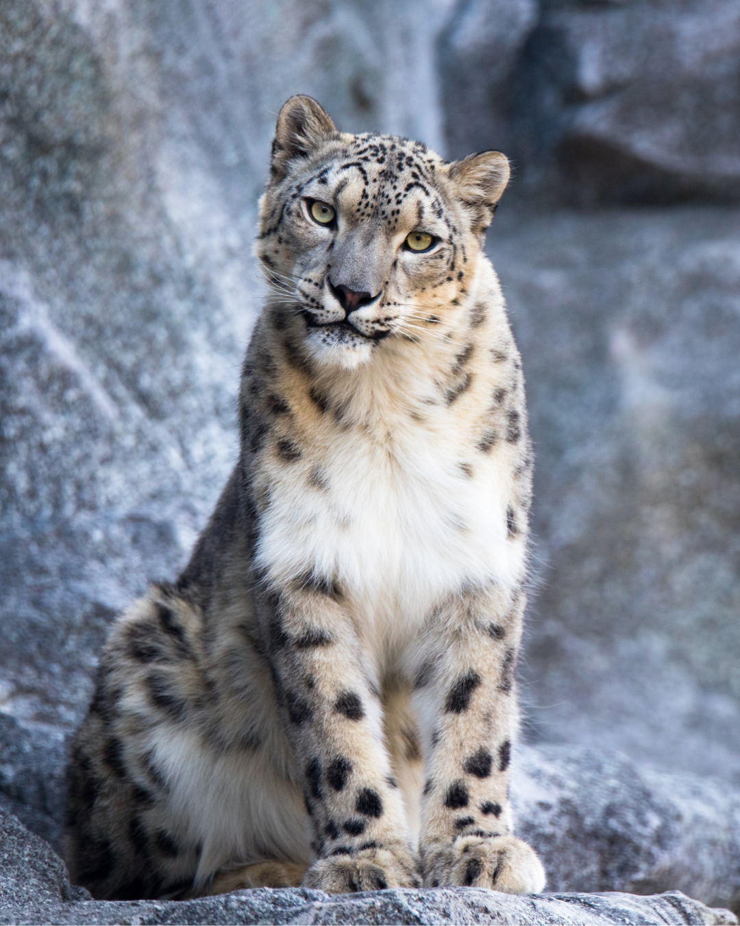 Snow Leopard