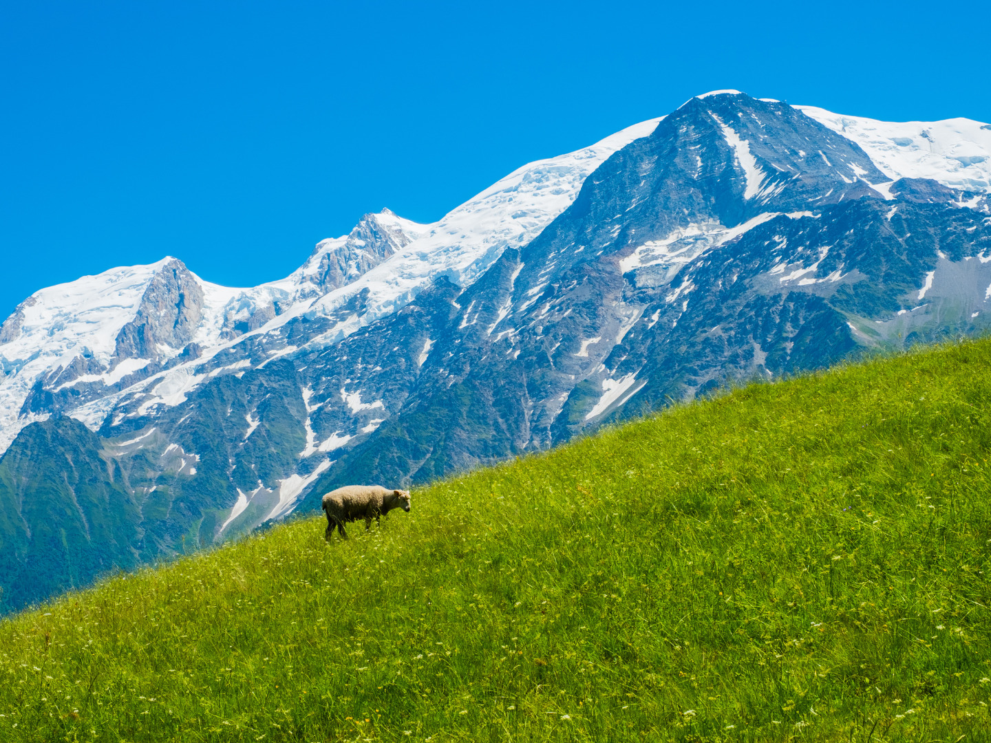 Tour Du Month Blanc Trail Grasslands