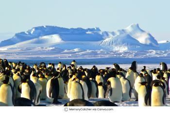 Invisible Climate Crisis: Penguins - 1