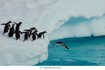 Penguin Diving