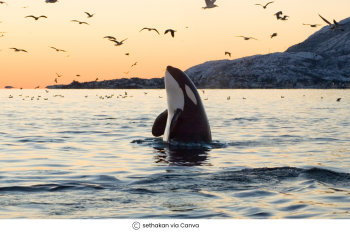 Weddell Sea