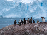 Penguin Colony